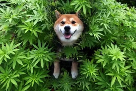 CBD para perros