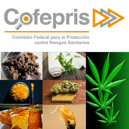 Permisos de Marihuana o Cannabis COFEPRIS