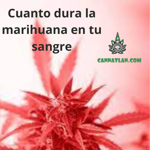 cuanto dura la marihuana en tu sangre antidoping cannatlan