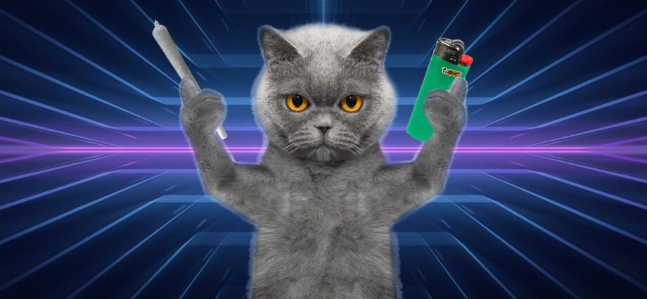 El gato que se robaba la marihuana cannatlan