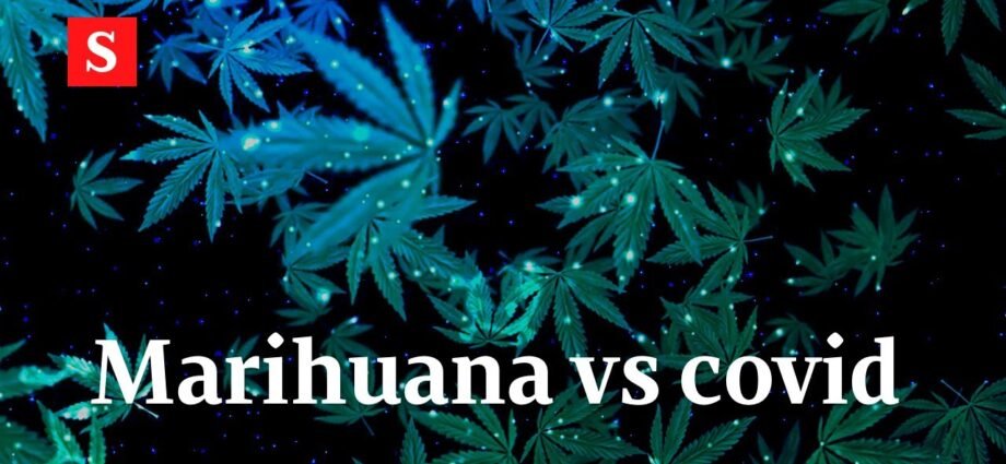 ¿Se puede consumir cannabis antes o después de tu vacuna COVID-19?