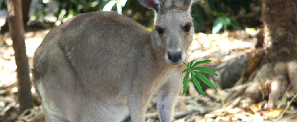 En Australia un cultivador arrestado y liberado por mala marihuana mala cannabis cannatlan