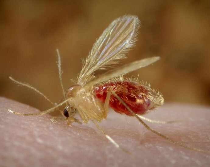 A esta mosca le encanta la marihuana cannatlan
