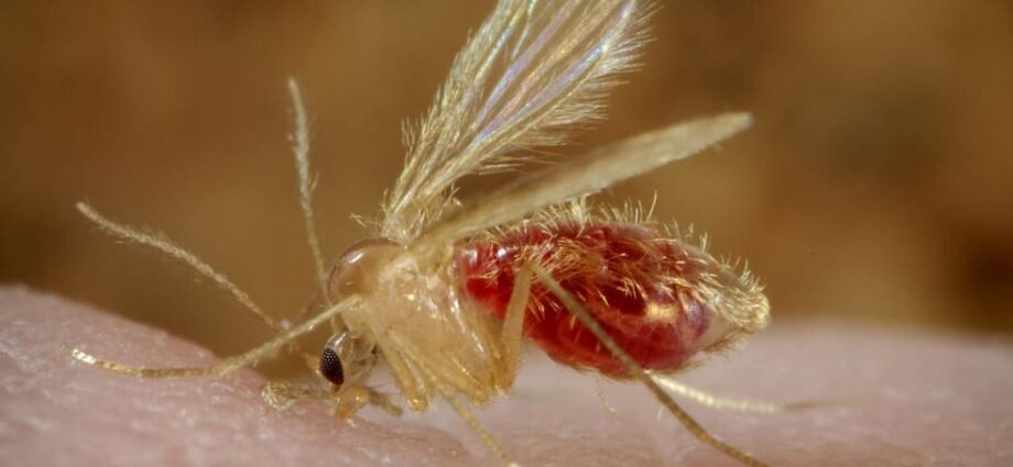 A esta mosca le encanta la marihuana cannatlan