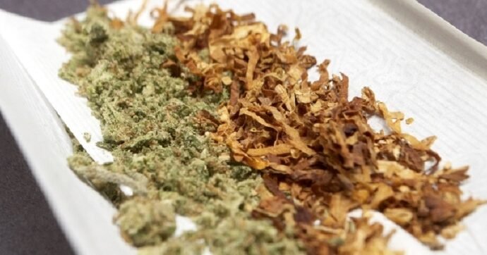 Tabacaleras interesadas en industria cannabis cannatlan