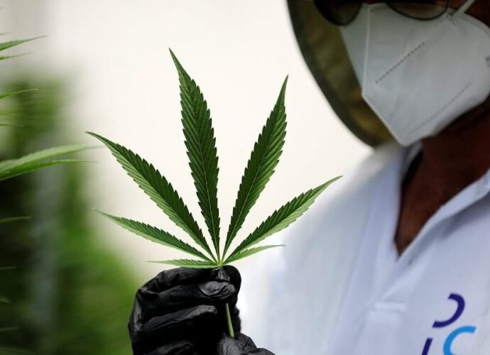 Panorama legislativo de marihuana medicinal cannabis medicinal em México cannatlan.com