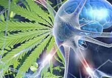 efectos de la marihuana cannabis en el cuerpo cannatlan