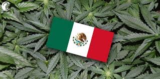 Legalización en Diciembre Olga Sanchez sobre marihuana en México cannatlan
