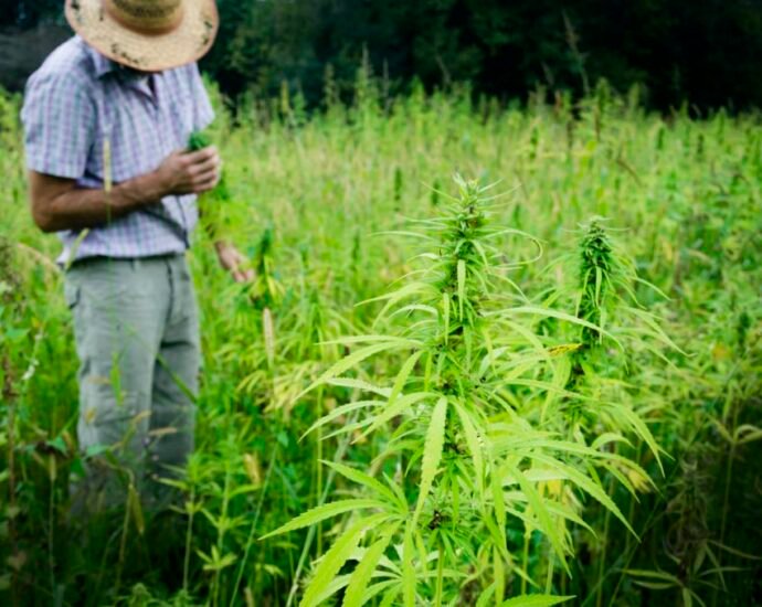 LA PRIMERA SALA CONCEDE AMPARO PARA LA SIEMBRA, CULTIVO Y COSECHA DE CANNABIS (CÁÑAMO), CON BAJA CONCENTRACIÓN DEL AGENTE PSICOACTIVO, PARA USOS INDUSTRIALES Y BAJO LAS CONDICIONES DE MONITOREO, CONTROL Y SEGURIDAD QUE LA AUTORIDAD COMPETENTE ESTABLEZCA PARA PROTEGER LA SALUD Y ORDEN PÚBLIC