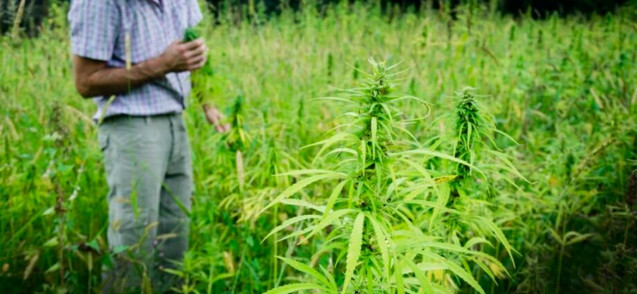 LA PRIMERA SALA CONCEDE AMPARO PARA LA SIEMBRA, CULTIVO Y COSECHA DE CANNABIS (CÁÑAMO), CON BAJA CONCENTRACIÓN DEL AGENTE PSICOACTIVO, PARA USOS INDUSTRIALES Y BAJO LAS CONDICIONES DE MONITOREO, CONTROL Y SEGURIDAD QUE LA AUTORIDAD COMPETENTE ESTABLEZCA PARA PROTEGER LA SALUD Y ORDEN PÚBLIC