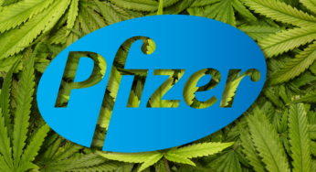 Pfizer entra al negocio del cannabis cannatlan