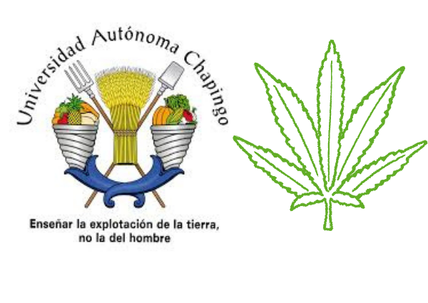 Universidad de Chapingo practicas profesionales de cultivo de cannabis en México cannatlan