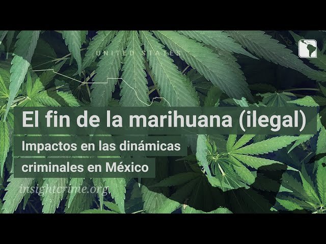 El fin de la marihuana (ilegal) Impactos en las dinámicas criminales en México