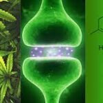 ciencia y cannabis