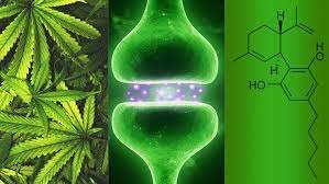 ciencia y cannabis