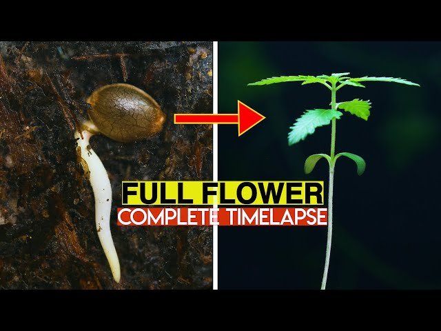 Video Timelapse del crecimiento de una planta de cannabis cannatlan