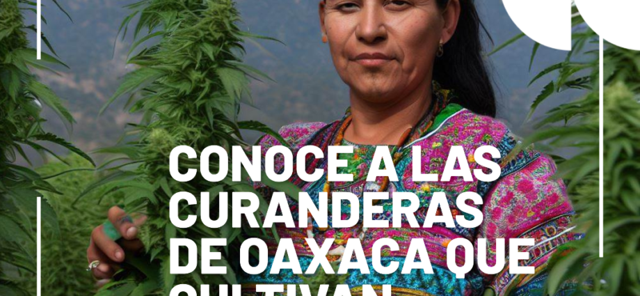 Conoce a las curanderas que crecen cannabis en Oaxaca