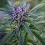 Meta Suspende Perfiles de Cannabis en Instagram sin Justificación en Brasil