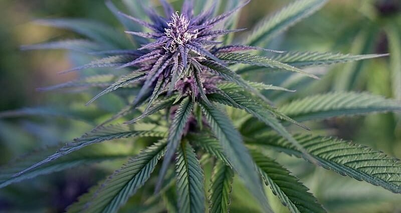 Meta Suspende Perfiles de Cannabis en Instagram sin Justificación en Brasil